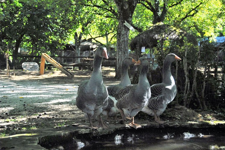 village historique_oies