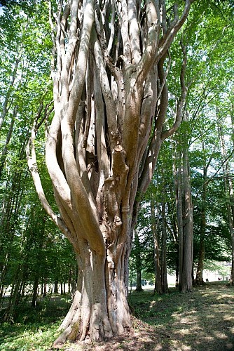 Zelkova chateau de Fondat Saint-Justin