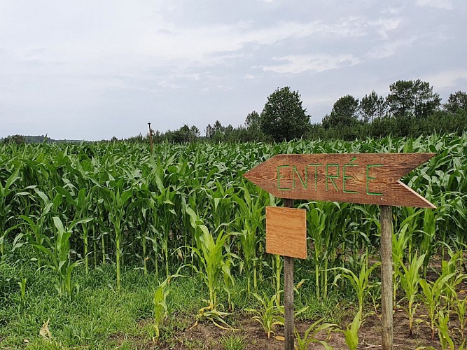 STJU_Labyrinthe de Lanès (1)