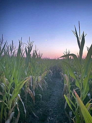 STJU_Labyrinthe de Lanès (3)
