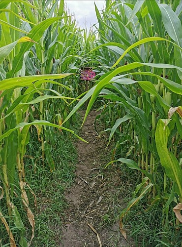 STJU_Labyrinthe de Lanès (5)