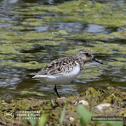 Observation - Observatoire Faune et Flore du Confluent