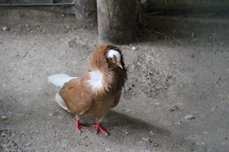 La Pêcherie d'Aurit