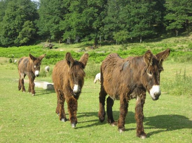 Camping du Moulin de Fumailles