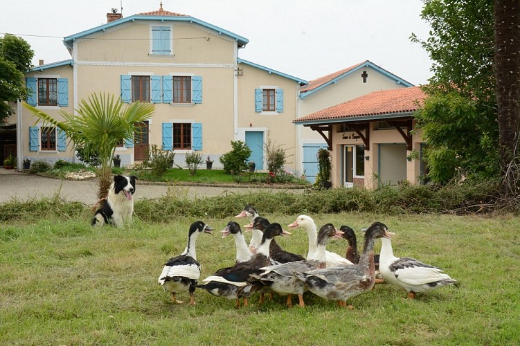 Canards bien gardé - @Ferme Brougnon