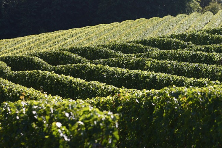 les vignes Domaine de Pribat
