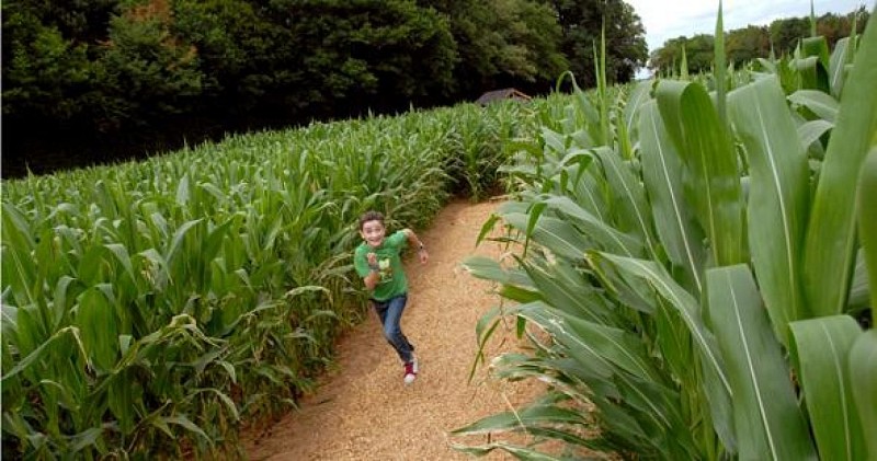 Labyrinthe Végétal