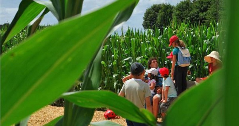 Labyrinthe Végétal_1