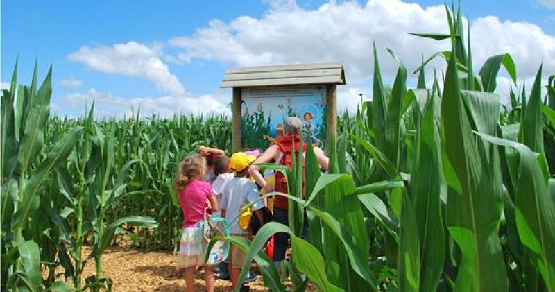 Labyrinthe Végétal_3