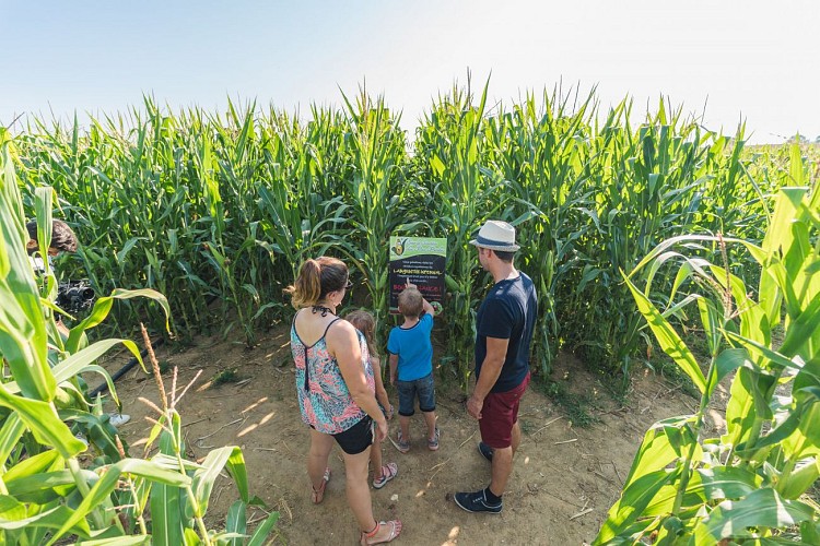 Labyrinthe végétal à Romagne
