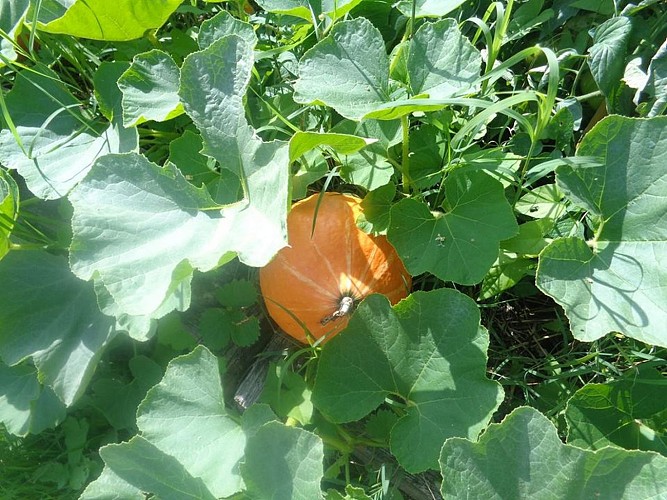 Crouseilles Maraîchage du Bergons crédit SMT (4)