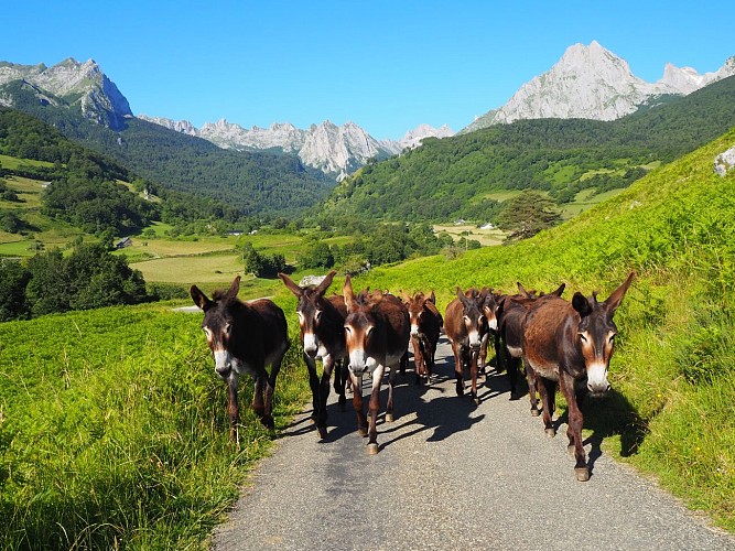 La montée en estive à Anaye