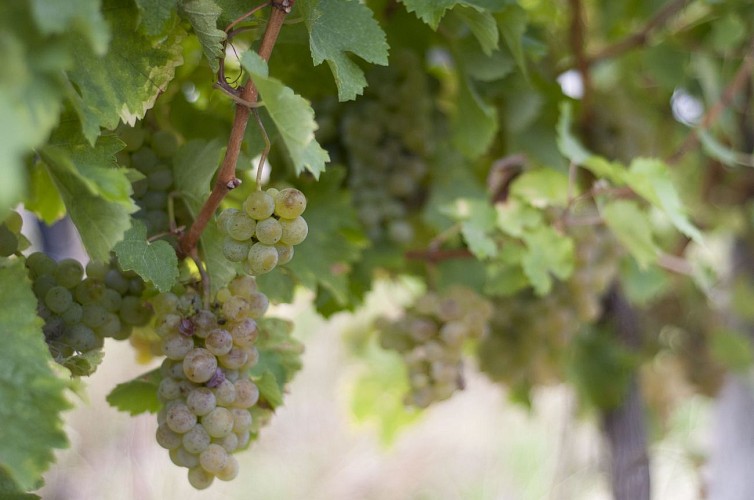 Domaine de la Rotisserie - Marigny-Brizay @ATV (1)