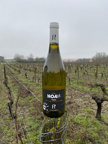 photo vigne et cuvée noah, Domaine de la Rotisserie