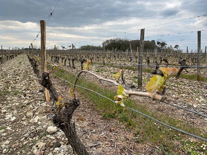 photo vigne, Domaine de la Rotisserie