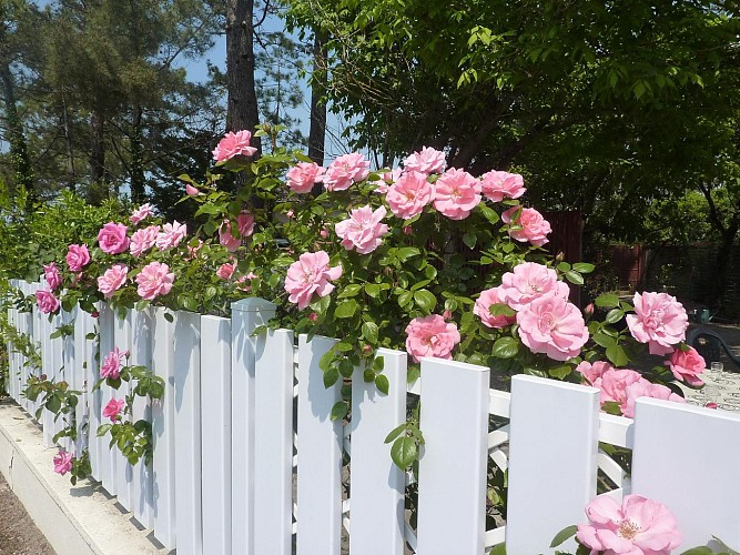 Locations mme Morgan Lacanau (1)