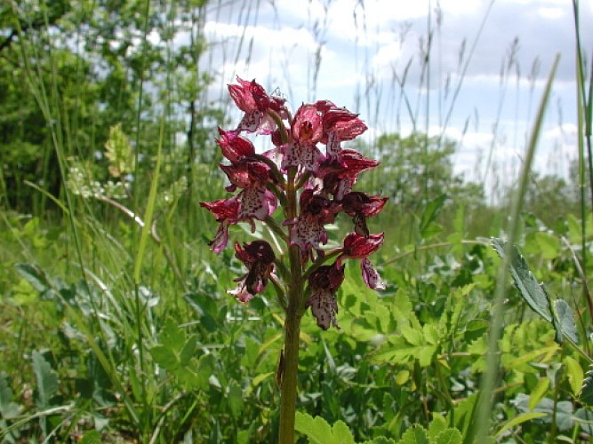 Orchidee-albret
