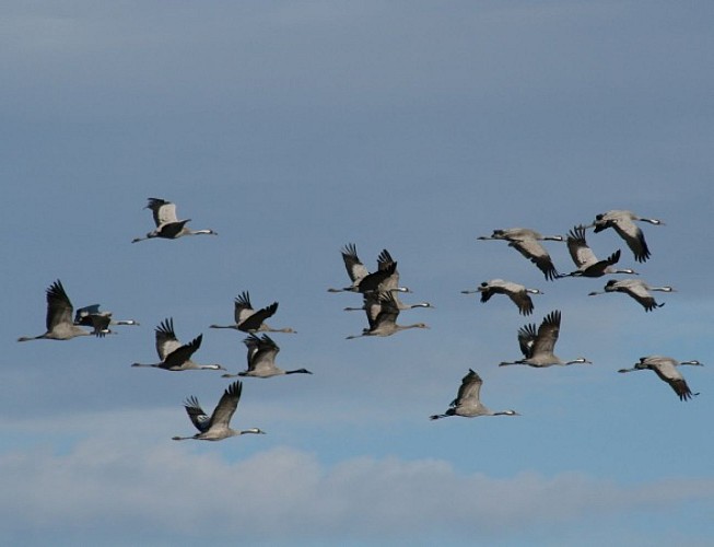 Les grues cendrées passent le col en masse fin novembre