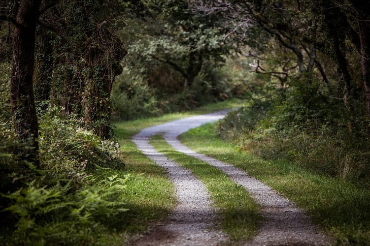 Forêt d'Ustaritz - Piste