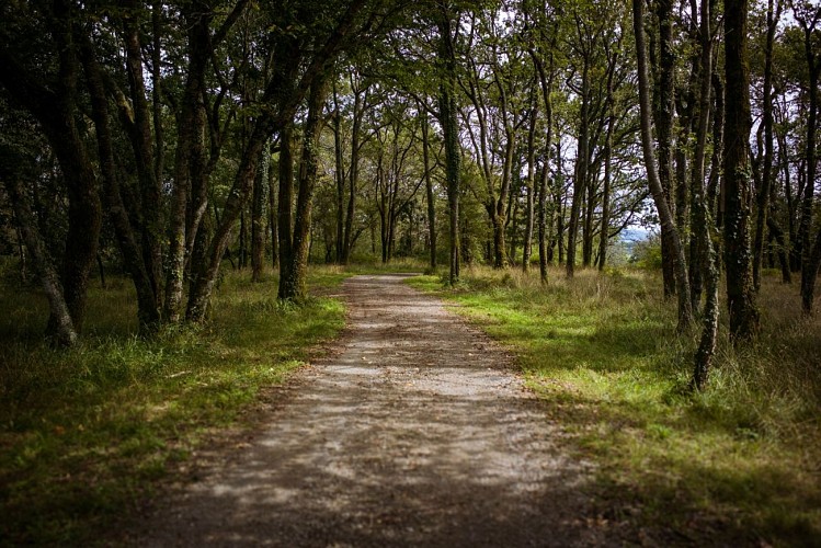 Forêt d'Ustaritz - Chemin