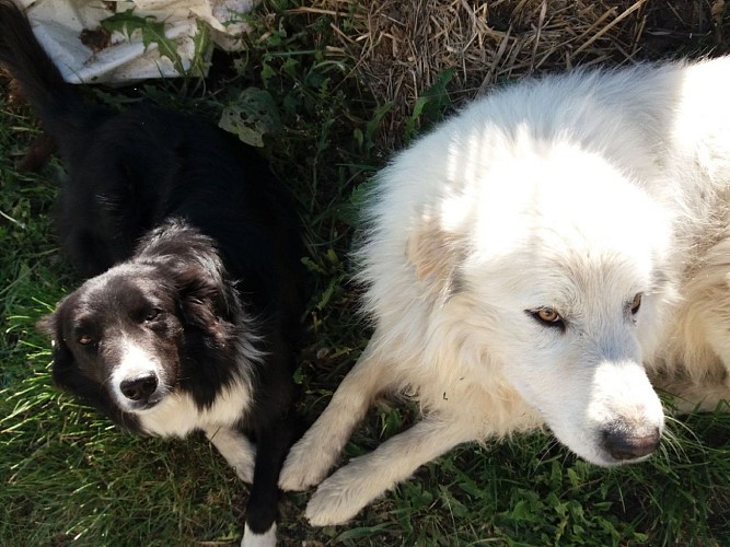 Gîte Labalette animaux de la ferme