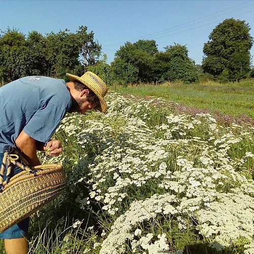 L'Herberie de la Saulx