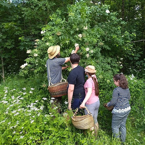 L'Herberie de la Saulx