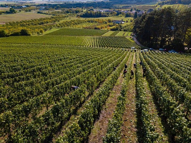 DOMAINE DE L'AUMONIERE