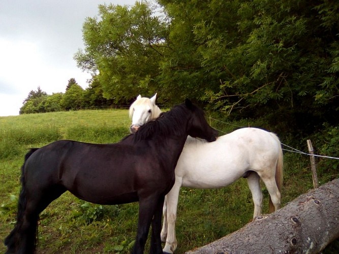 Centre équestre Les Abeilles