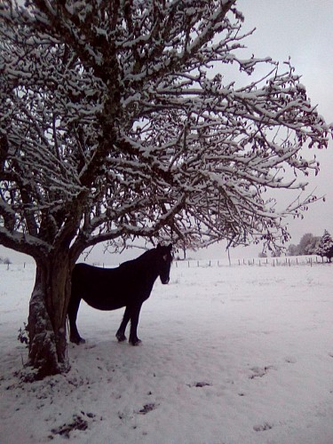 Centre équestre Les Abeilles