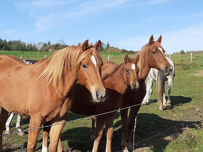 Centre équestre Les Abeilles