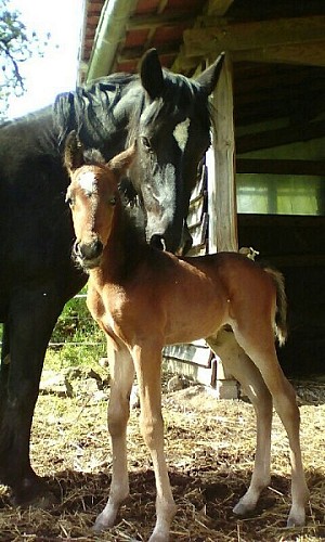 Centre équestre Les Abeilles_1