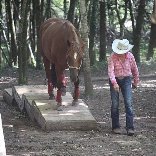 Mountain Trail en liberté "Equitation western comportementale"_1