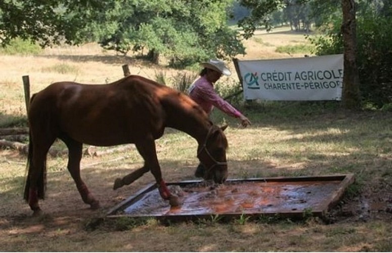 Mountain Trail en liberté "Equitation western comportementale"_5