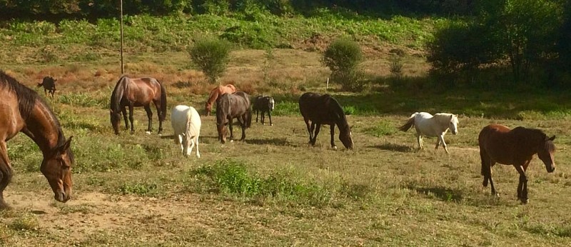 Ferme équestre du Renan_1