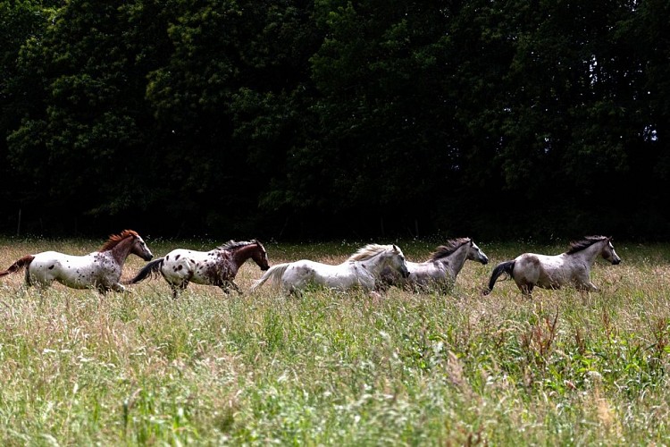 SagiRanch-StJulienAuxBois_chevauxGalopPre_4