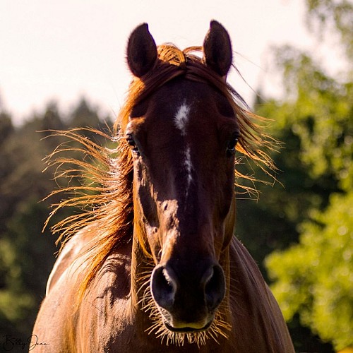 SagiRanch-StJulienAuxBois_detailCheval_6