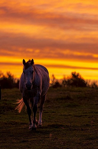 SagiRanch-StJulienAuxBois_coucherSoleil_7