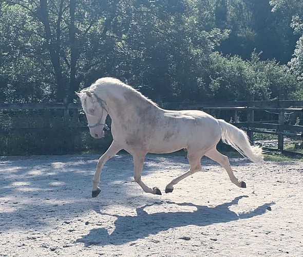 Les écuries du moulin à poudre