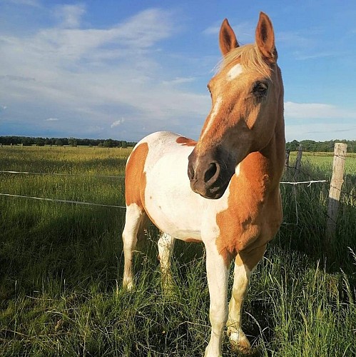 Centre équestre du Grand Pré