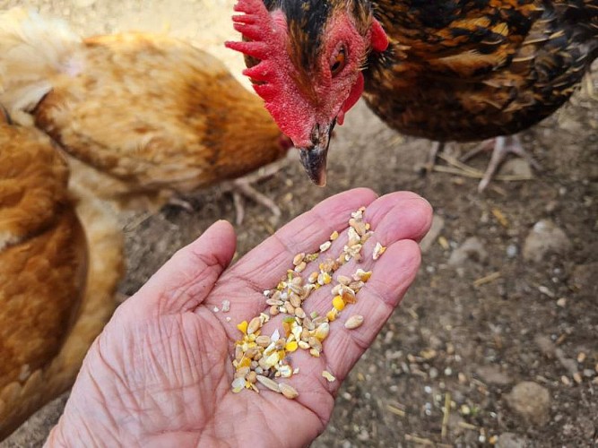 Complicités animales - Ferme pédagogique