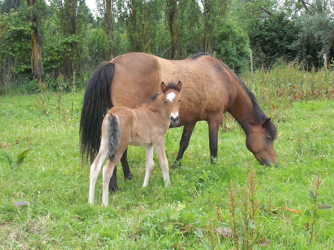 Gîte Le Cheval Islandais - Chevaux à proximité - Kappelkinger