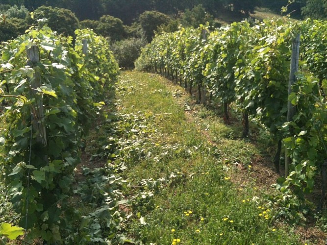 SCEA Couvent de la Providence