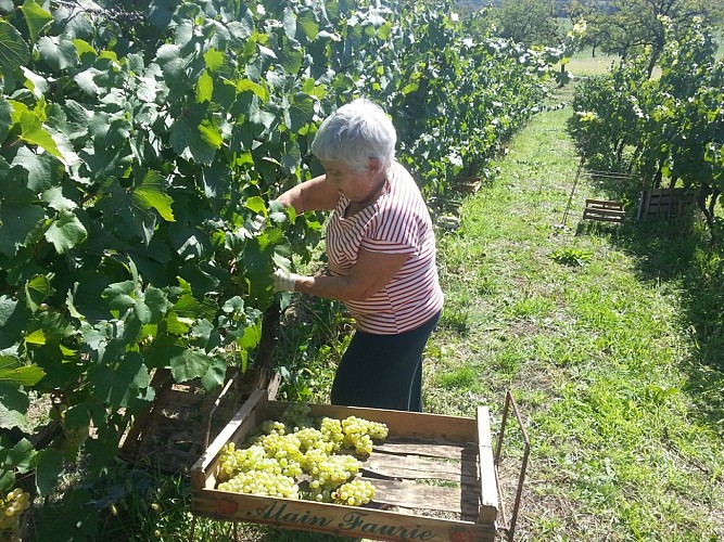 Domaine Chirac - Mage - vendange_4