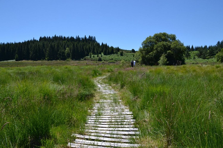 Tourbière du Longeyroux