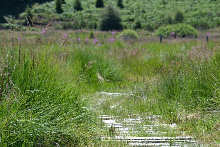 Peat bog of Longeyroux