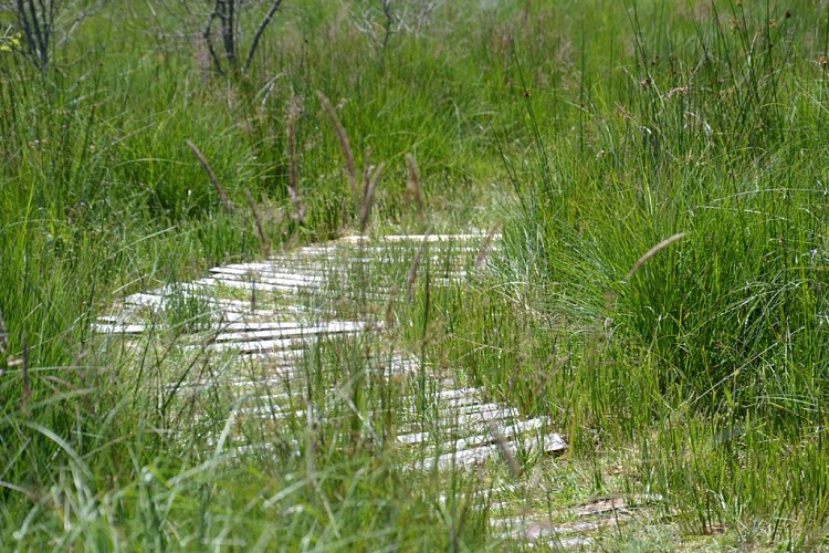 Peat bog of Longeyroux