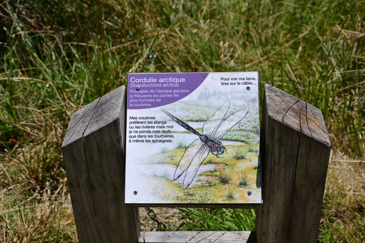 Peat bog of Longeyroux