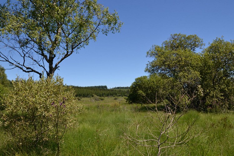 Peat bog of Longeyroux