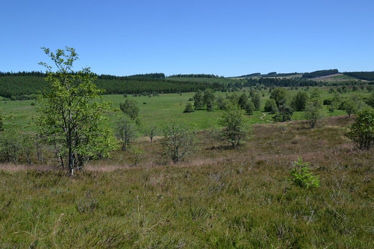 Peat bog of Longeyroux